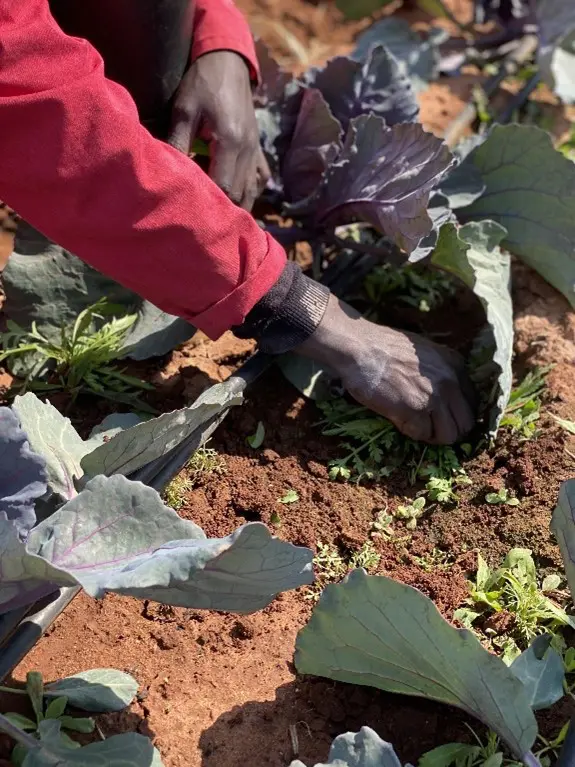 A man cleaning the vegetable fields