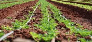 row of kale plants